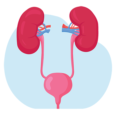 Urinary